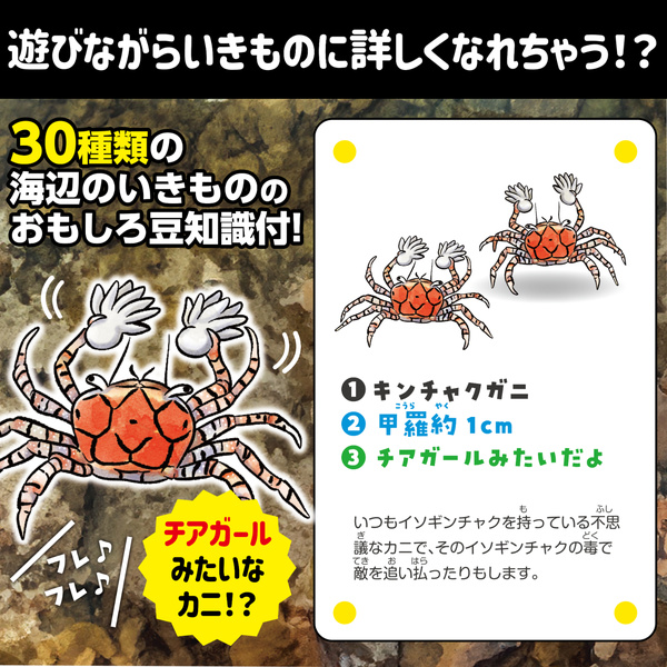 いきものみっけ！かるた うみべのいきもの