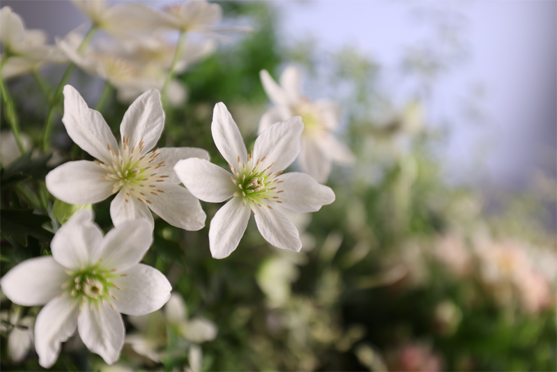 RF14-35mm F4 L IS USM