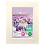 インサートカラーペーパースタンド ポストカードサイズ クリーム