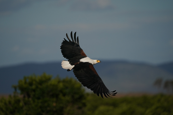 Eマウント交換レンズ FE 200-600mm F5.6-6.3 G OSS