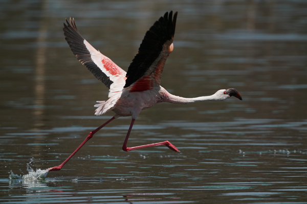 Eマウント交換レンズ FE 200-600mm F5.6-6.3 G OSS